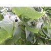 celtis2