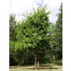 celtis4