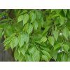 celtis