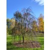 Cercidyphyllum japonicum pendulum
