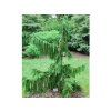 cyp�i�ek pendula 2