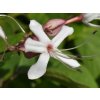 Blahokeř trojmý  Clerodendrum trichotomum