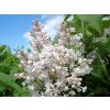 Šeřík obecný 'Krasawica Moskwy'  Syringa vulgaris 'Krasawica Moskwy'