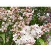 Šeřík obecný 'Krasawica Moskwy'  Syringa vulgaris 'Krasawica Moskwy'