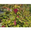 Leycestérie krásná 'Purple Rain'  Leycesteria formosa 'Purple Rain'