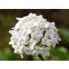 Viburnum carcephalum (1)