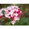 Viburnum Aurora (1)