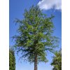 Tisovec dvouřadý  Taxodium distichum
