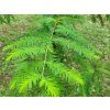 Tisovec dvouřadý  Taxodium distichum