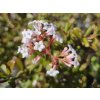 Viburnum December Dwarf (1)