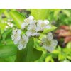 bl�sk2