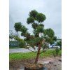 Pinus sylvestris (3)