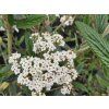 Kalina pražská 'Pragense'  Viburnum 'Pragense'