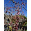 Višeň převislá 'Beni-shidare'  Prunus pendula 'Beni-shidare'