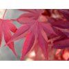 acer2