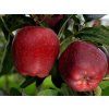 Jabloň 'Scarlet Spur'  Malus domestica 'Scarlet Spur'