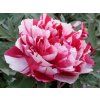 Pivoňka dřevitá 'Shima Nishiki'  Paeonia suffruticosa 'Shima Nishiki'