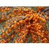 Rakytník řešetlákový 'Perčik'  Hippophae rhamnoides 'Perčik'