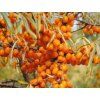 Rakytník řešetlákový 'Perčik'  Hippophae rhamnoides 'Perčik'