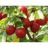 Červená slivoň 'Hollywood'  Prunus cerasifera 'Hollywood'
