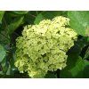 Hortenzie stromečkovitá Lime Rickey 'Smnhair' PBR  Hydrangea arborescens Lime Rickey 'Smnhair' PBR