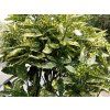 Aukuba japonská 'Crotonifolia Gold'  Aucuba japonica 'Crotonifolia' Gold'