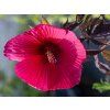 Ibišek bahenní Carousel 'Pink Passion'  Hibiscus moscheutos Carousel 'Pink Passion'