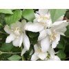 Pustoryl věncový 'Virginal'  Philadelphus coronarius 'Virginal'