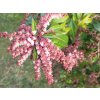 77004 1 pieris japonsky