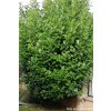 Bobkovi�e� l�ka�sk� �Rotundifolia� (Balen� kontejner C12, Tvar v��ka 100-125cm)