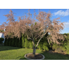d53685ecb0ecc08e