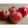 Jabloň 'Judita'  Malus domestica 'Judita'
