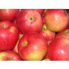 Jabloň 'Judita'  Malus domestica 'Judita'