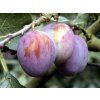 Švestka 'Mallard'  Prunus domestica 'Mallard'