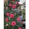 Růže 'Maritim®'  Rosa 'Maritim®'