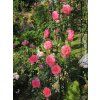 Růže 'Maritim®'  Rosa 'Maritim®'