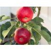 Jabloň sloupovitá 'Solo'  Malus domestica 'Solo'