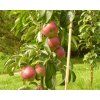 Jabloň sloupovitá 'Inese'  Malus domestica 'Inese'