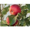 Jabloň sloupovitá 'Inese'  Malus domestica 'Inese'
