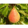 Hrušeň 'Mramornaja'  Pyrus communis 'Mramornaja'