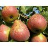 Hrušeň 'Mramornaja'  Pyrus communis 'Mramornaja'