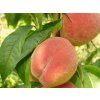 Broskvoň 'Sočnyj'  Prunus persica 'Sočnyj'