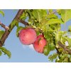 Japonská švestka 'Ijulskaja Roza'  Prunus domestica 'Ijulskaja Roza/