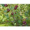 Višeň zakrslá 'Kerr's cherry'  Prunus x kerrasis