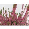 Calluna vulgaris Svenja (2)