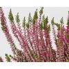 Calluna vulgaris Svenja (4)