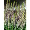 Calluna vulgaris Michelle (2)