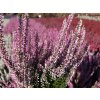 Calluna vulgaris Michelle (2)