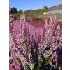 Calluna vulgaris Michelle (3)