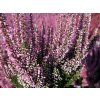 Calluna vulgaris Michelle (4)